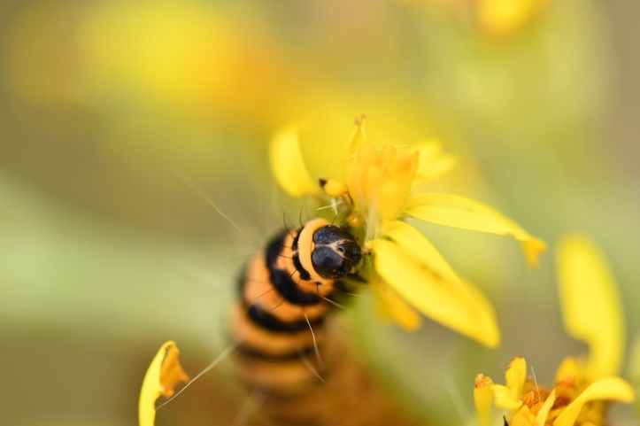 selective focus photography of black and orange caterpillar