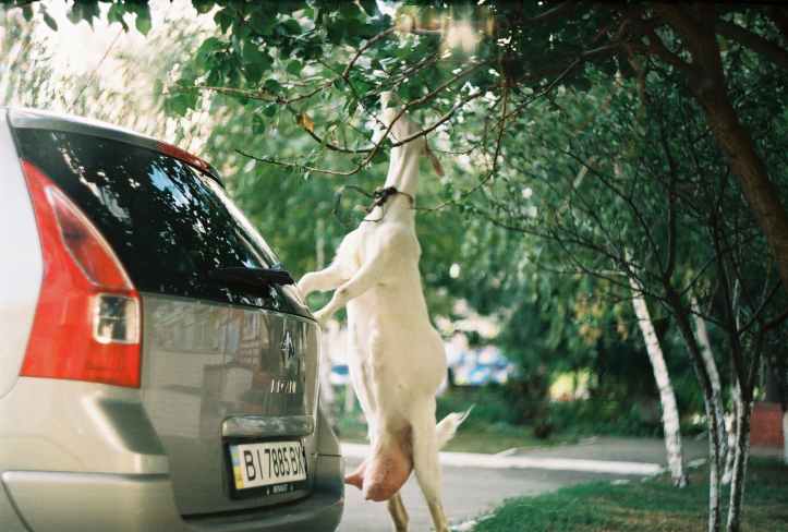 goat eating green leaves beside vehicle